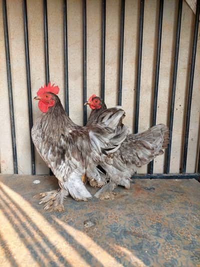 blue mili flower and fancy hens