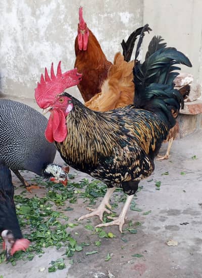 Full Breed Pair Murga Murgi