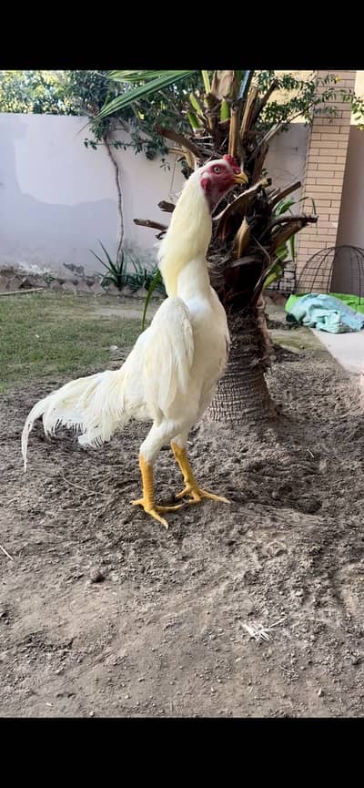 White King Shamo Breeder