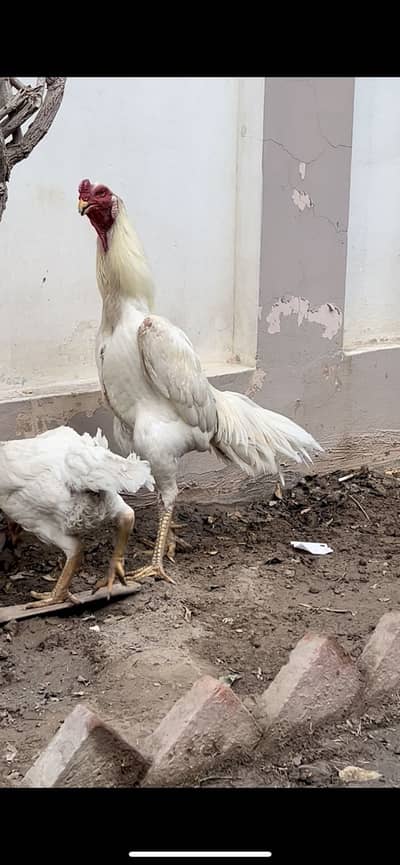 White King Shamo Breeder