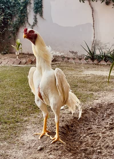 White Oh Shamo Male I Supreme Quality