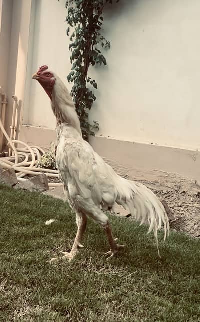White breeder Shamo |Supreme quality King Shamo male| pure aseel shamo