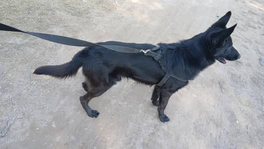 Supreme Quality Male for stud.