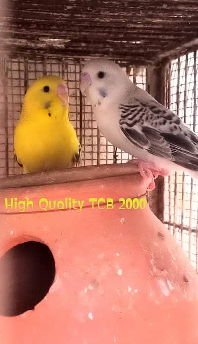 Beautiful Tcb and  badges parrots and cages for sale