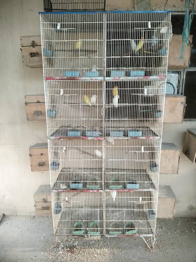 All lovebirds for sale