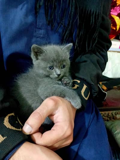 Gray Female Kitten