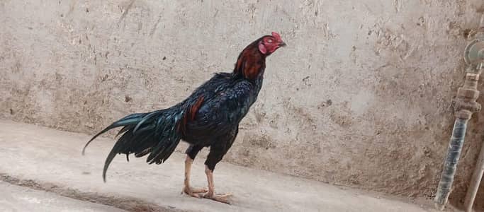 pure Thai Burmi patha