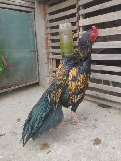 Aseel Murga High Quality