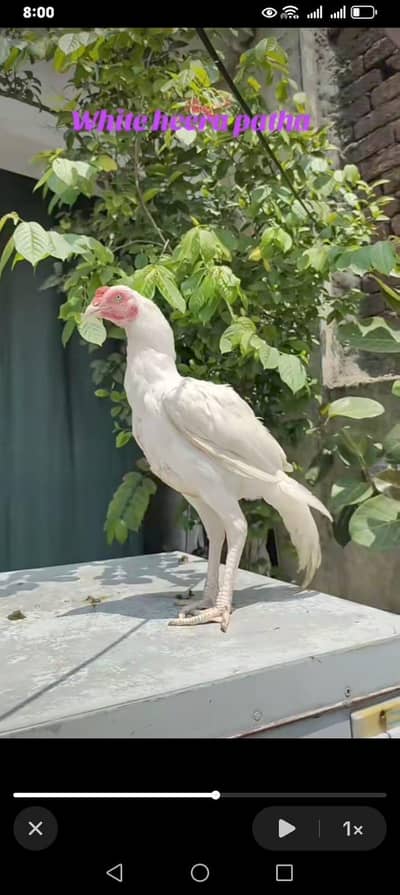 Heera paper white patho ka gora aik 6000 ka or gora 11000