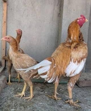 brown aseel chicks healthe and active