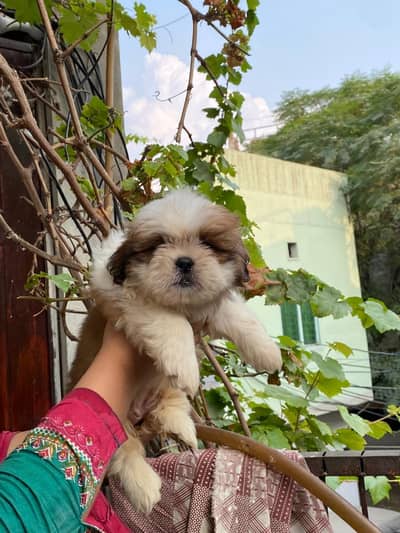 Shitzu puppy from Champion bloodline