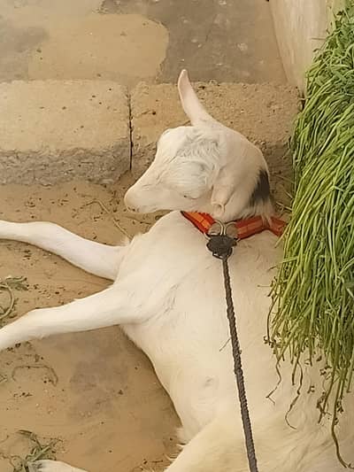 Gulabi bacha (khassi)