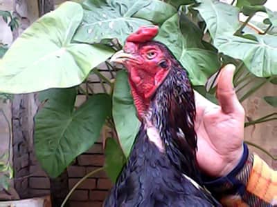 assel lover 03441567770