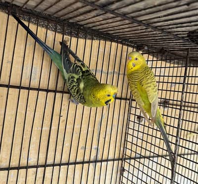 2 budgies parrot pairs