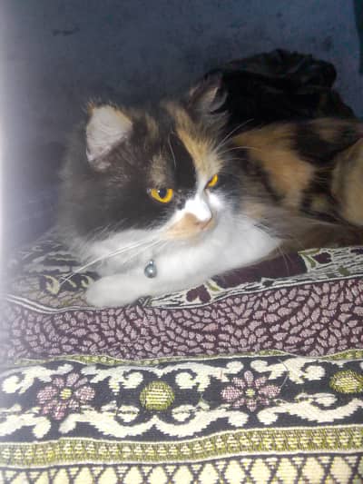 Persian cat for sale. she is very loving