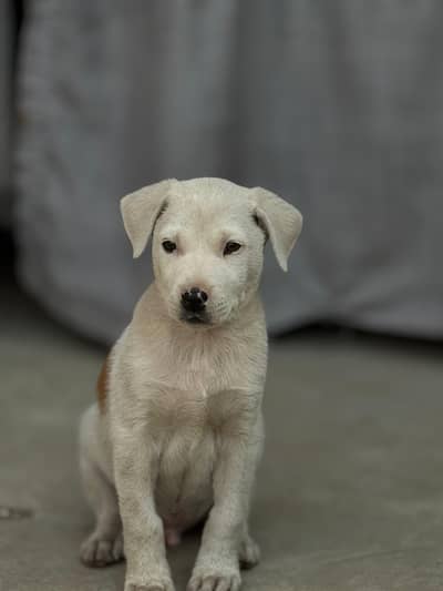 FIGHTER BÛLLY GÛLTÂÎR LÂST PIECE LÔÑG HÎGH ÇÔD