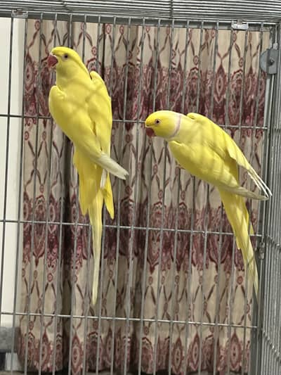 Yellow pair