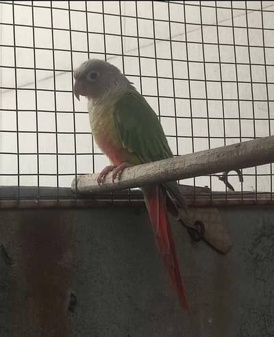 Sun conure Green n Cocktail parrot for sale