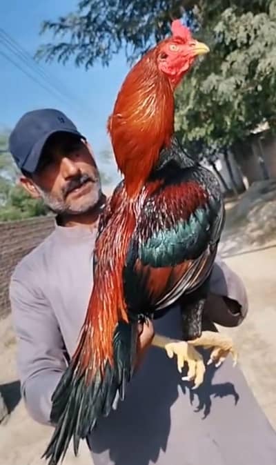 high quality mianwali aseel