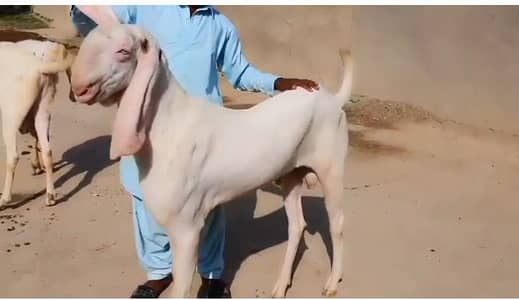 gulabi Bakra for urgent sale WhatsApp 0347,2094636