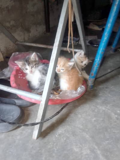cut kittens for sale