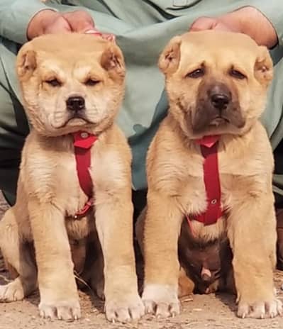 Alabai | King alabai puppies | Central Asian Shepherd | security dog