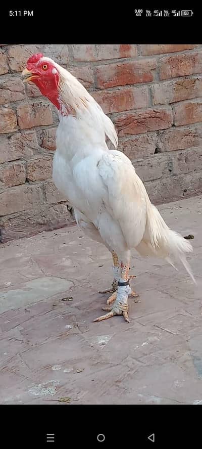 aseel hera available