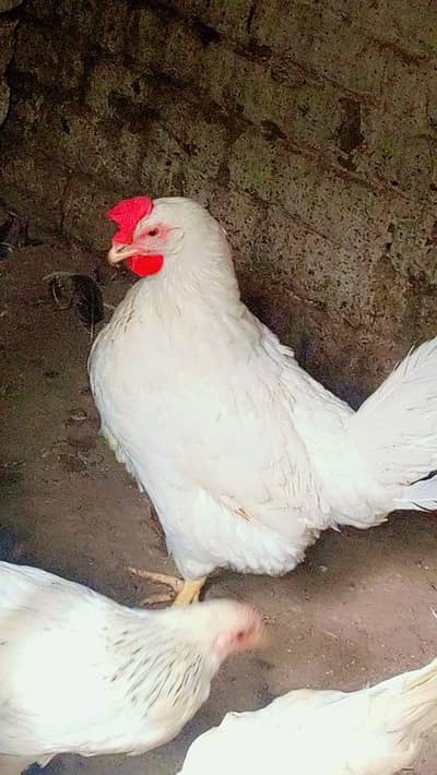 White layer hen