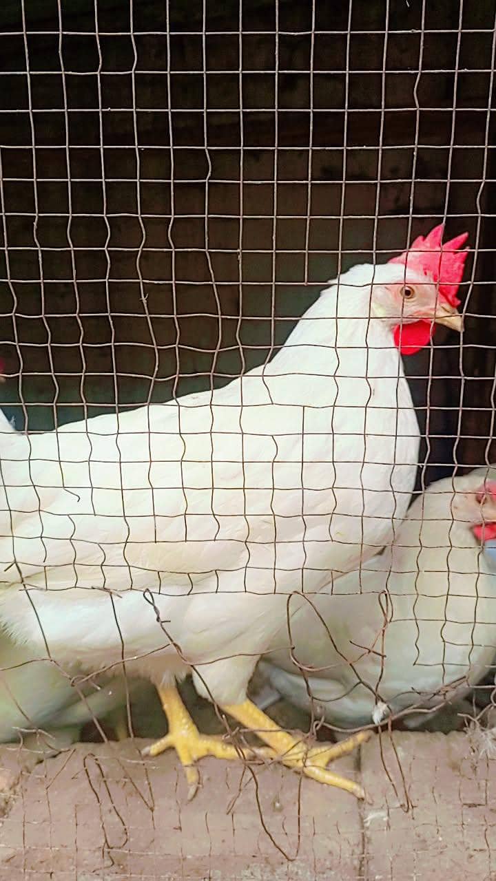 White layer hen 3