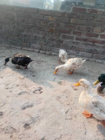 duck for sal 03244381708