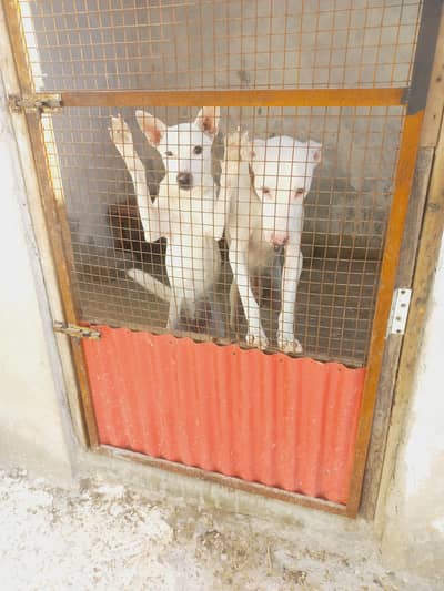 female dog very friendly  and active