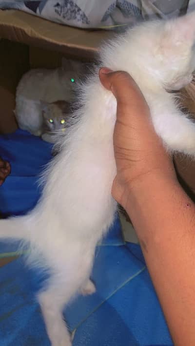 Potty trained kitten