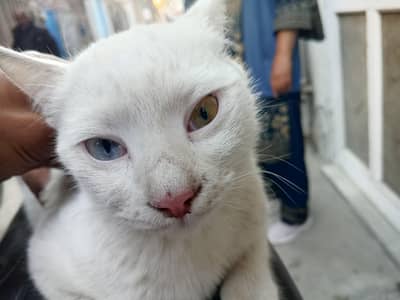03291255669 Russian cat  double colour eyes