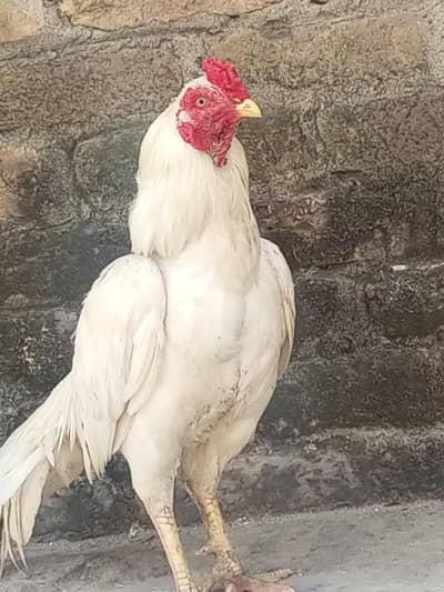 aseel madi full setup for sale