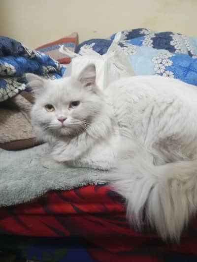 odd eye Persian male available for breed