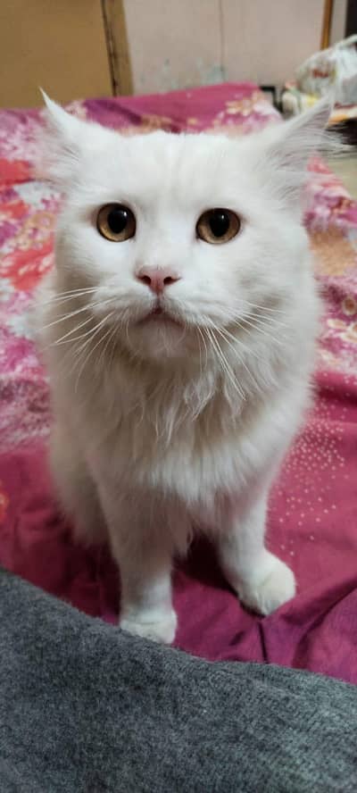 jusy chy rbta kary . murgi murga  4000 ka hn