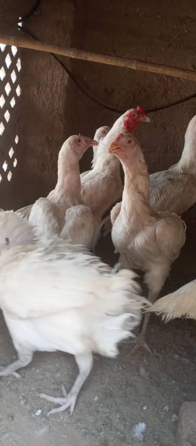 Hira Aseel fertile eggs for sale in reasonable price