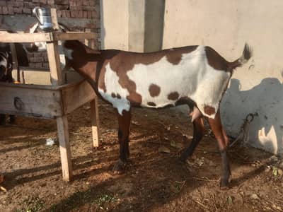 ek bakri liya ek pathwa ek bakra what danda ek bakri