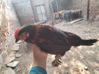 Golden Misri hen