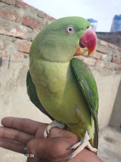 fully hand team parrot for sale 03054636833