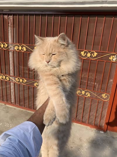 Cream colour cate male