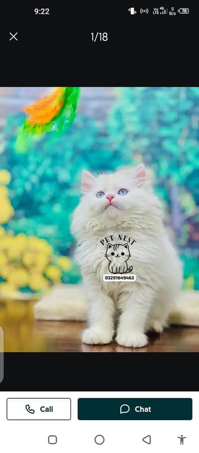 Persian cat for sale male or female my WhatsApp 321=43=76=841