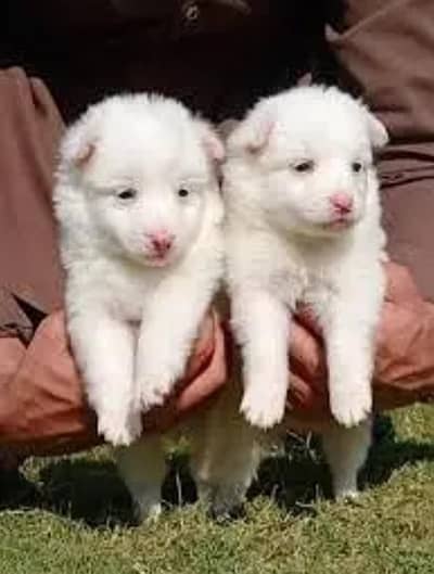 Russian dog for sale 2 month age WhatsApp No 03414895928