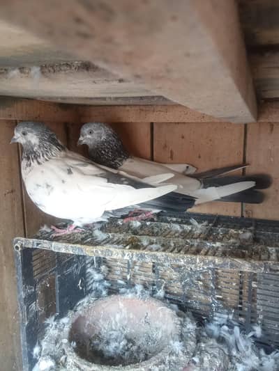 neeldumba jora for sale03154190905