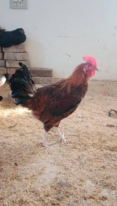 Golden Misri Healthy chicks All Age Available