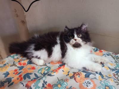 Pure Persian Punch Face Peki Bloodline Kitten /Cat