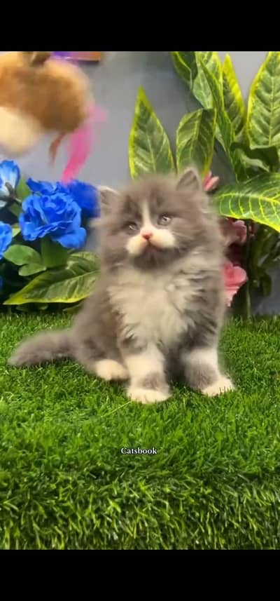 Quality Persian Punch face cat & kitten =03065316938=Whatsapp