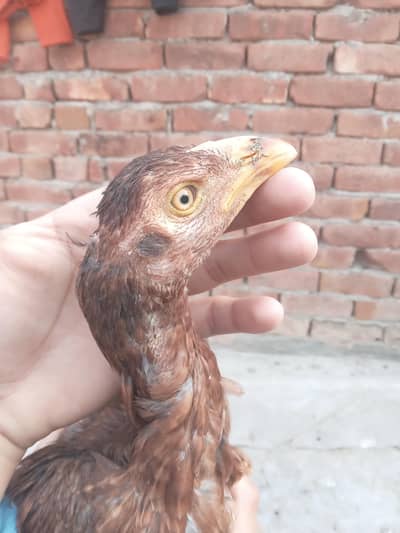 Pure Dragon puthi | Aseel thai cross putha | pure kamalia chick