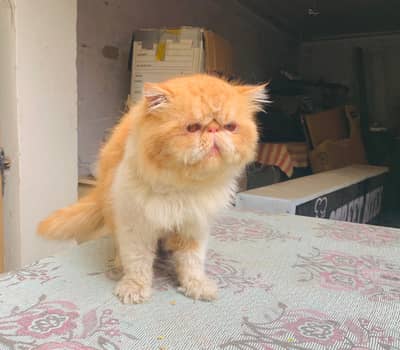 Cfa bloodline piki male