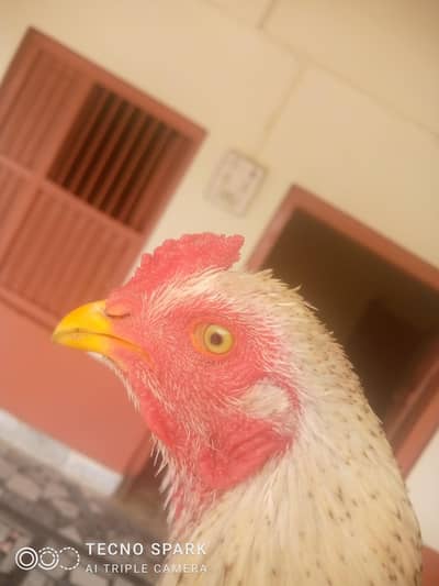 Aseel mianwali Patha